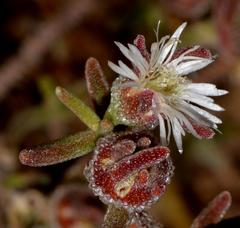Drosanthemum calycinum