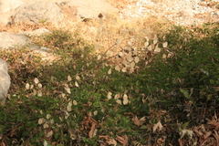 Lunaria annua pachyrrhiza