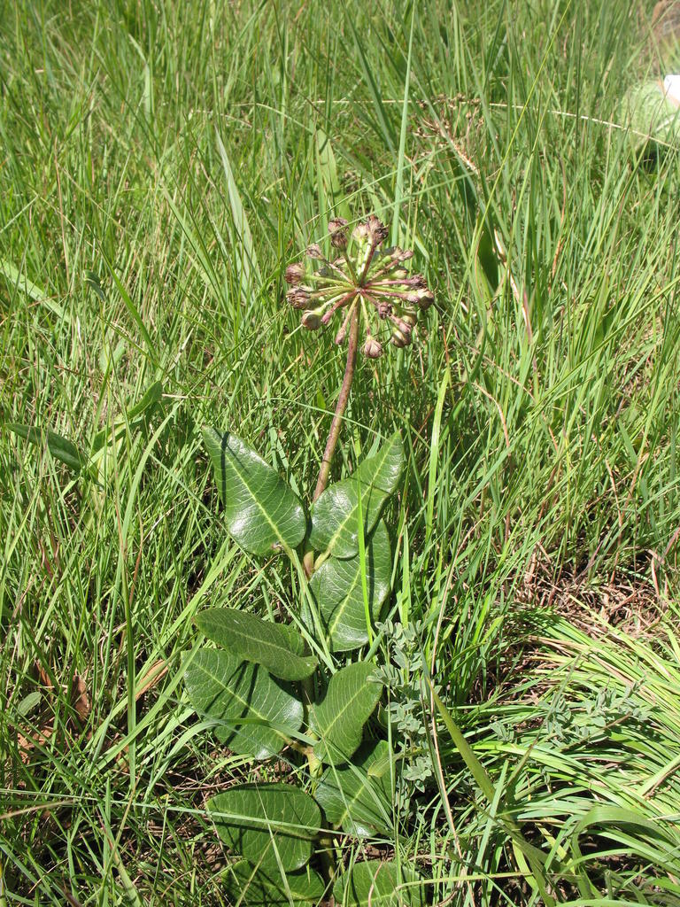 Xysmalobium tysonianum