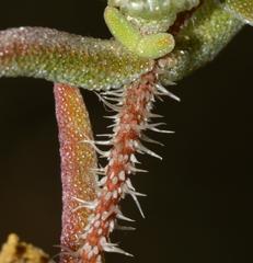 Drosanthemum calycinum