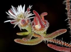 Drosanthemum calycinum