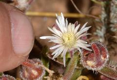 Drosanthemum calycinum