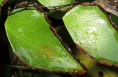 Adiantum seemannii