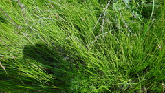 Carex praecox