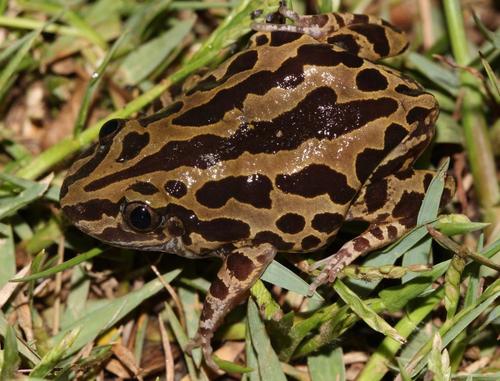 Senegal Running Frog