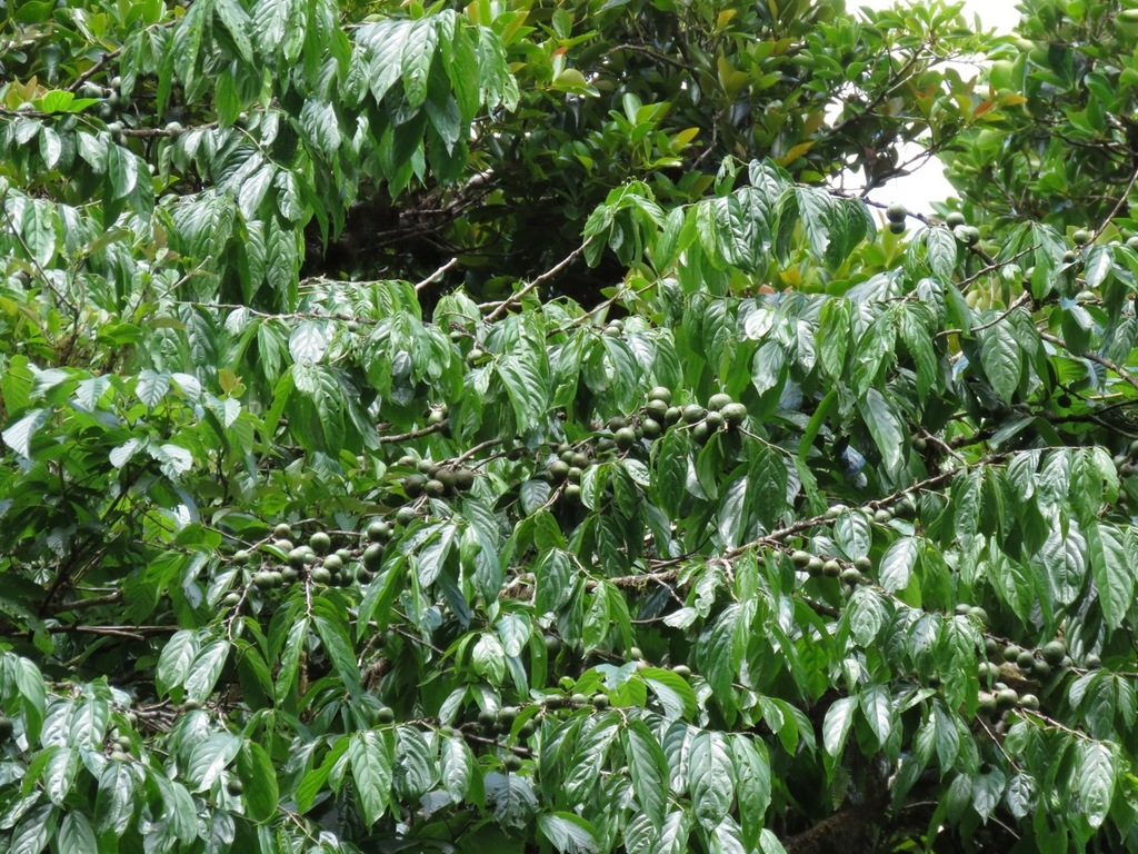 Casearia tacanensis