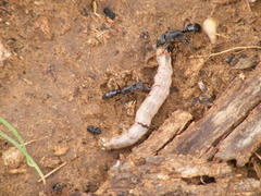 Paltothyreus tarsatus