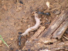 Paltothyreus tarsatus