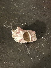 Megabalanus tintinnabulum