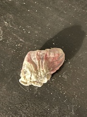 Megabalanus tintinnabulum