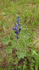 Lupinus micranthus