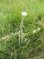 Helichrysum glomeratum
