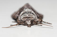 Neuranethes spodopterodes