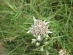 Helichrysum glomeratum