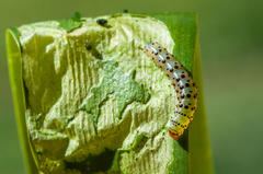 Neuranethes spodopterodes