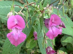 Impatiens glandulifera
