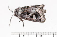 Neuranethes spodopterodes