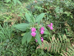 Impatiens glandulifera