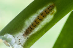 Neuranethes spodopterodes