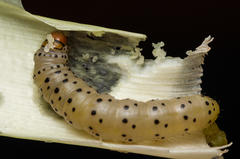Neuranethes spodopterodes