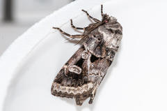 Neuranethes spodopterodes