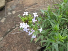 Conostomium natalense