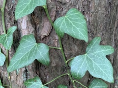 Hedera helix