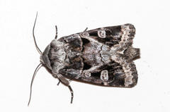 Neuranethes spodopterodes