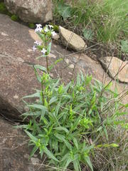 Conostomium natalense