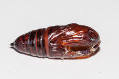 Neuranethes spodopterodes