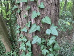 Hedera helix