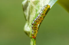 Neuranethes spodopterodes