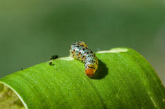 Neuranethes spodopterodes