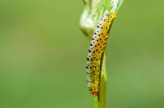 Neuranethes spodopterodes
