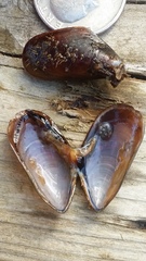 Mytilus trossulus