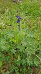 Lupinus micranthus