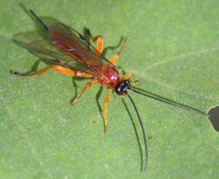 Theronia