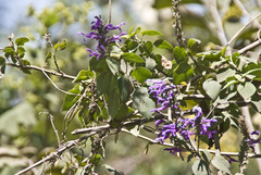 Salvia purpurea