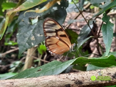 Athesis clearista