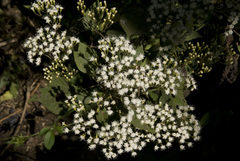 Ageratina riparia
