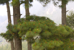 Pinus ayacahuite