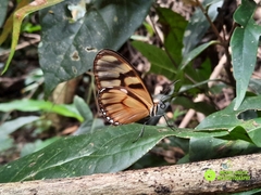 Athesis clearista