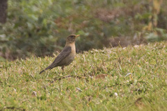 Turdus rufitorques