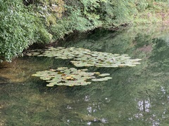 Nymphaea alba