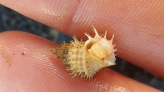 Trichotropis cancellata
