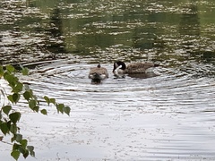 Branta canadensis