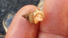 Trichotropis cancellata