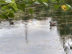 Branta canadensis