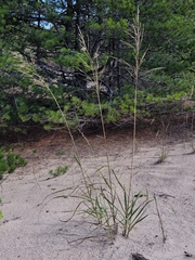 Sporobolus rigidus magnus