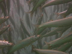 Sardinops sagax